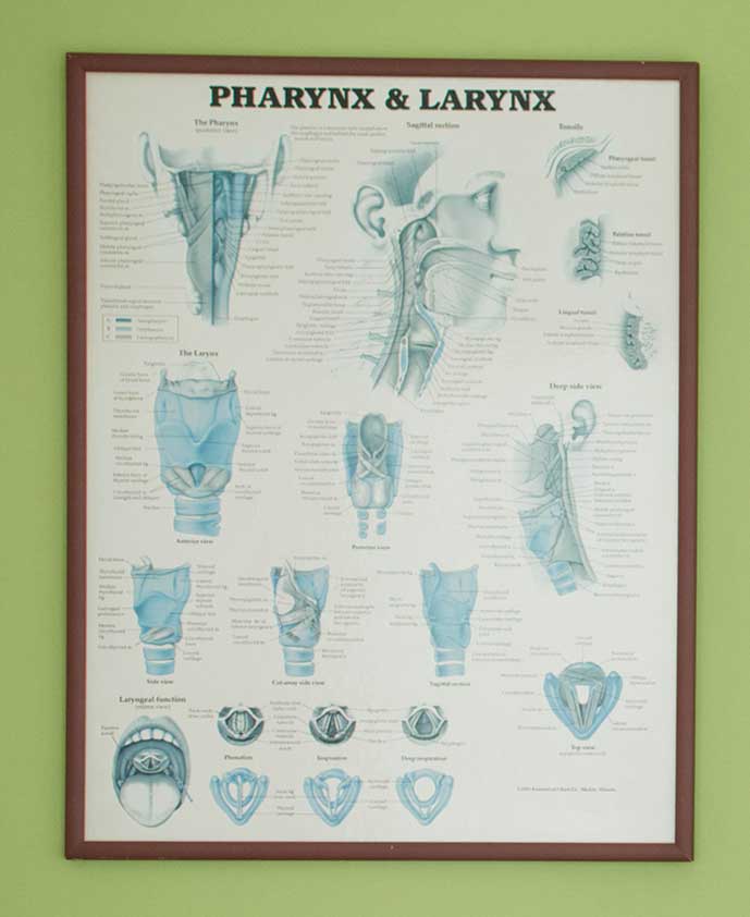 Pharynx & Larynx